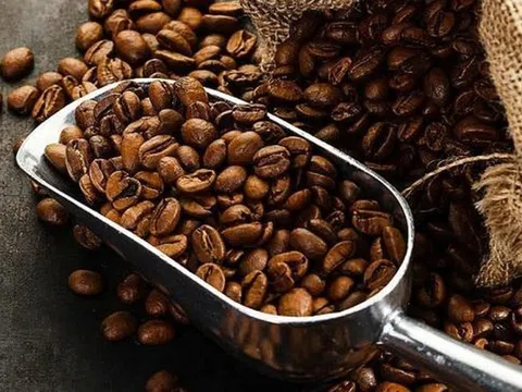 Giá cà phê hôm nay 24/10/2025: Thế giới và trong nước bật tăng trở lại