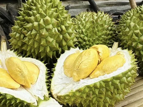 Giá sầu riêng hôm nay 24/10/2025: Giảm nhẹ tại nhiều vùng, xuất khẩu vẫn ổn định