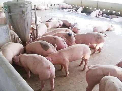 Giá heo hơi hôm nay 25/10/2025: Tiếp tục ổn định trên toàn quốc