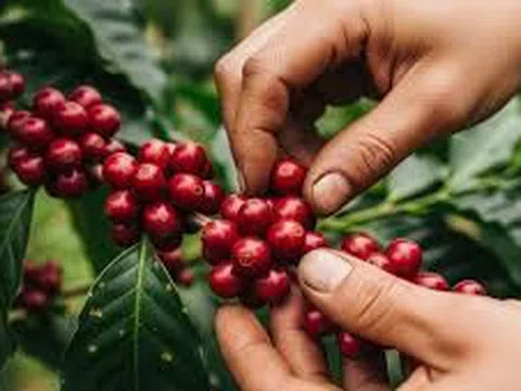 Giá cà phê hôm nay 26/10/2025: Trong nước tăng nhẹ, nối dài chuỗi phục hồi từ đầu tháng 10