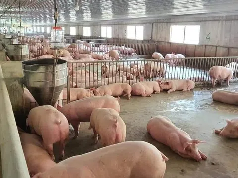 Giá heo hơi hôm nay 26/10/2025: Ổn định trên toàn quốc, dao động quanh 50.000 – 55.000 đồng/kg