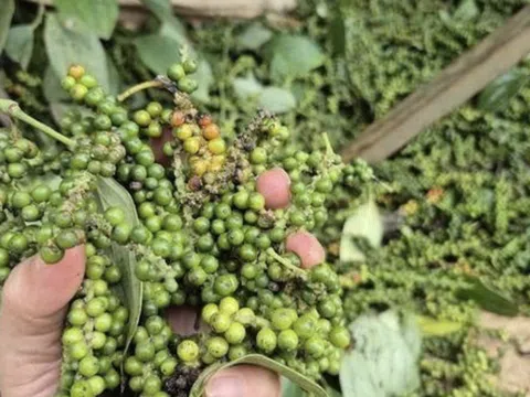 Giá tiêu hôm nay 28/10/2025: Bật tăng mạnh