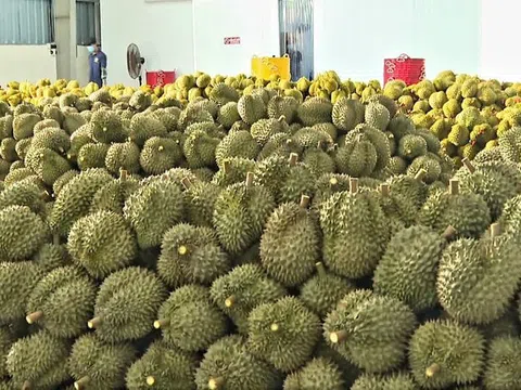 Giá sầu riêng hôm nay 28/10/2025: Một số kho bắt đầu tăng trở lại