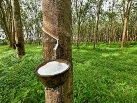 Giá cao su hôm nay 29/10/2025: Neo cao do lo ngại nguồn cung thắt chặt và nhu cầu hồi phục