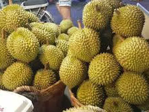 Giá sầu riêng hôm nay 30/10/2025: Miền Tây chững lại, Tây Nguyên giữ giá cao