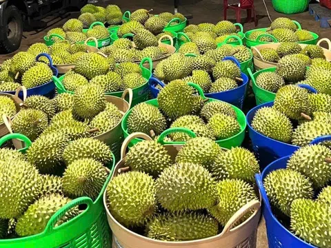 Giá sầu riêng hôm nay 31/10/2025: Giảm nhẹ sau giai đoạn giữ giá ổn định