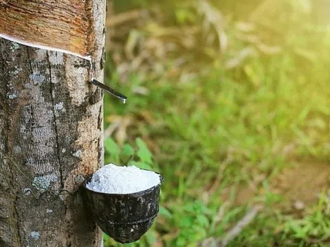 Giá cao su hôm nay 1/11/2025: Thị trường lao dốc, nhu cầu toàn cầu chững lại