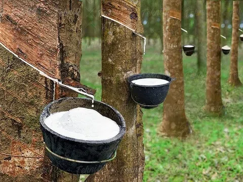 Giá cao su hôm nay 3/11/2025: Giằng co trong biên độ hẹp