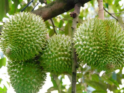 Giá sầu riêng hôm nay 3/11/2025: Thị trường đi ngang