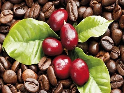Giá cà phê hôm nay 4/11/2025: Tăng 200 đồng/kg