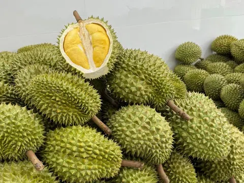 Giá sầu riêng hôm nay 4/11/2025: Sầu Thái giữ đà cao, Ri6 ổn định, hàng cao cấp khan hiếm