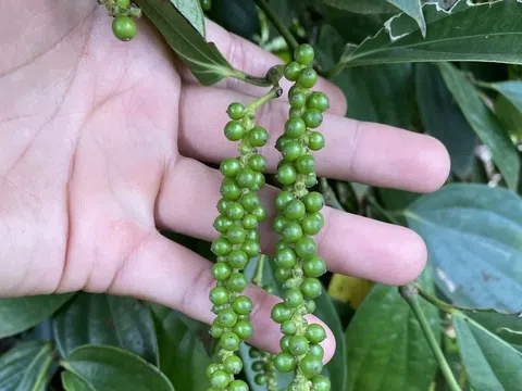 Giá tiêu hôm nay 5/11/2025: Hồ tiêu sụt giảm