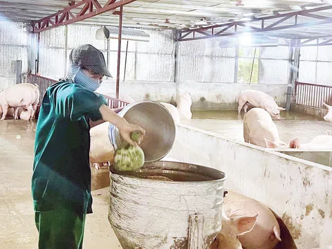 Phú Thọ: Chăn nuôi lợn vẫn còn gặp khó khăn do ảnh hưởng của bệnh dịch tả lợn Châu Phi