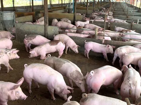 Giá heo hơi hôm nay 6/11/2025: Thị trường giảm mạnh, 51.000 đồng/kg là mức cao nhất được ghi nhận