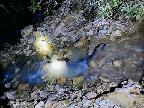 Quảng Trị: Thả cá thể trăn đất quý hiếm nặng 30kg sau khi đi lạc vào nhà dân