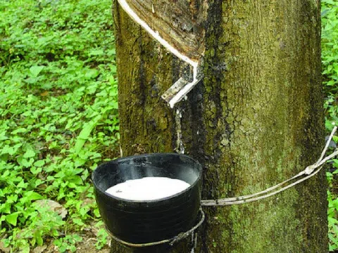 Giá cao su hôm nay 10/11/2025: Trong nước ổn định, thế giới tăng