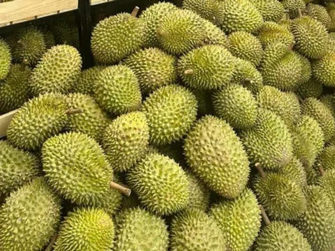 Giá sầu riêng hôm nay 10/11/2025: Thị trường khởi sắc