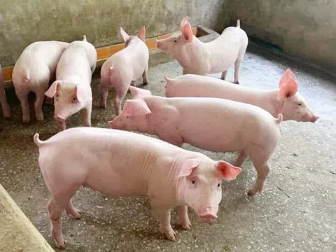 Giá heo hơi hôm nay 11/11/2025: Miền Bắc và miền Trung đồng loạt giảm