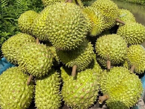 Giá sầu riêng hôm nay 13/11/2025: Thị trường tăng