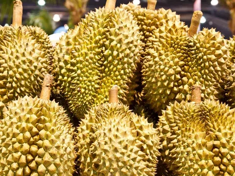 Giá sầu riêng hôm nay 14/11/2025: Thị trường ổn định