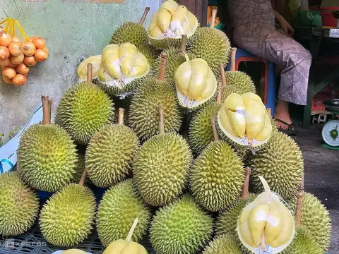 Giá sầu riêng hôm nay 15/11/2025: Biến động trái chiều