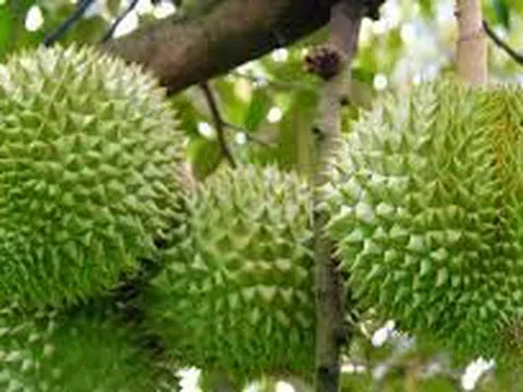 Giá sầu riêng hôm nay 19/11/2025: Sầu riêng Thái chạm đỉnh 115.000 đồng/kg