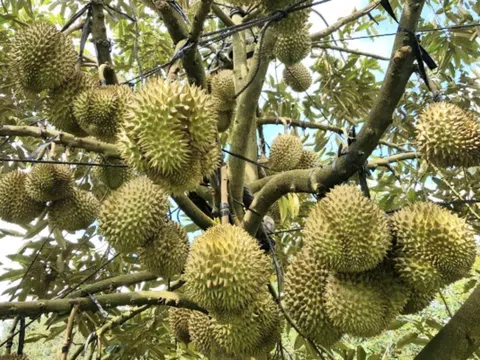 Giá sầu riêng hôm nay 20/11/2025: Thị trường ổn định