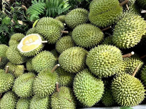 Giá sầu riêng hôm nay 21/11/2025: Sầu riêng Thái duy trì mức 115.000 đồng/kg