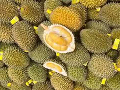 Giá sầu riêng hôm nay 13/11/2025: Ri6 xuống giá