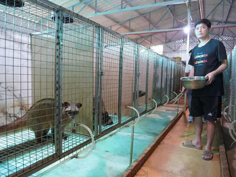 Thanh niên khởi nghiệp thành công từ mô hình nuôi cầy hương