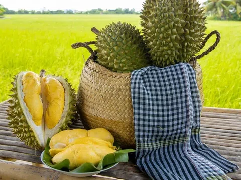 Giá sầu riêng hôm nay 26/11/2025: Sầu Thái loại A ở mức 125.000 đồng/kg