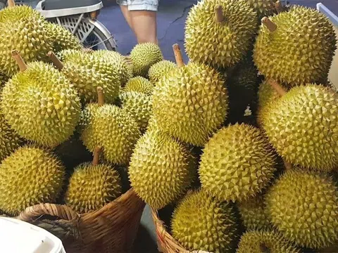 Giá sầu riêng hôm nay 27/11/2025: Sầu Thái duy trì đà tăng