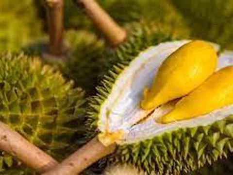 Giá sầu riêng hôm nay 28/11/2025: Thị trường không có nhiều biến động