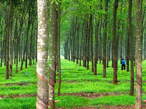 Giá cao su hôm nay 30/11/2025: Ghi nhận tuần tăng thứ 4 trên sàn Nhật Bản