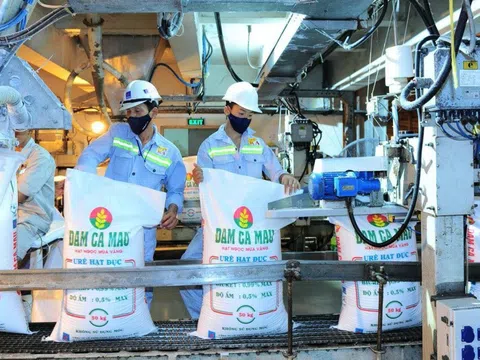 Vừa nâng chỉ tiêu kinh doanh năm 2025 lên gấp đôi, Phân bón Cà Mau lại đặt kế hoạch 2026 “đi lùi”