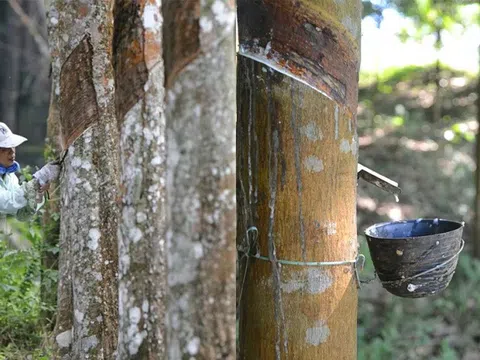 Giá cao su hôm nay 6/12/2025: Giá cao su thế giới giảm do dư cung trên thị trường giao ngay