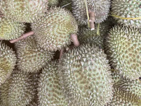 Giá sầu riêng hôm nay 6/12/2025: Sầu Thái và Ri6 đồng loạt tăng