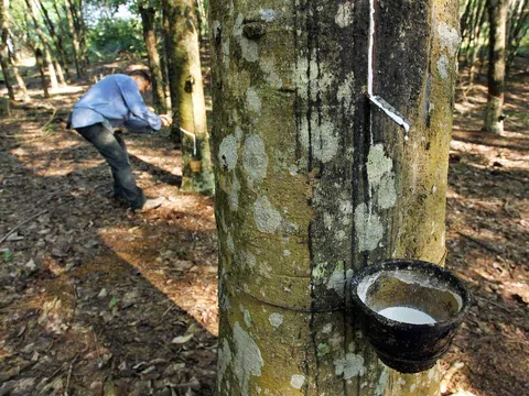 Giá cao su hôm nay 7/12/2025: Tuần này biến động mạnh