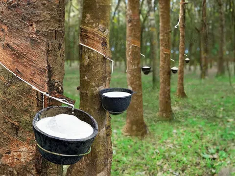 Giá cao su hôm nay 9/12/2025: Giá cao su thế giới biến động trái chiều