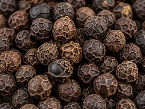 Giá tiêu hôm nay 9/12/2025: Tăng 500 đồng/kg