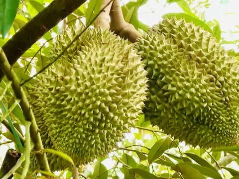 Giá sầu riêng hôm nay 9/12/2025: Thị trường tiếp tục xu hướng đi xuống