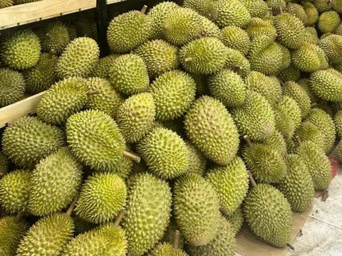 Giá sầu riêng hôm nay 11/12/2025: Sầu Thái loại A giảm