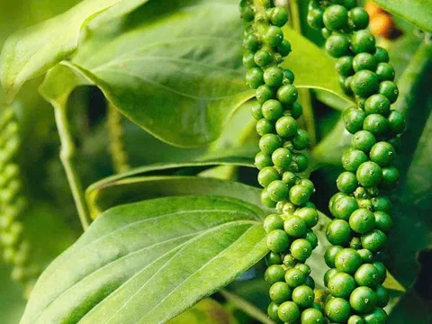Giá tiêu hôm nay 11/12/2025: Trong nước đồng loại tăng 500 đồng/kg, thế giới giảm nhẹ