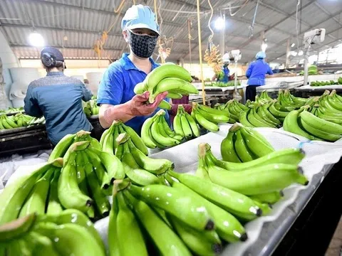 Xuất khẩu chuối của Việt Nam hoàn toàn có thể chạm mốc 1 tỷ USD
