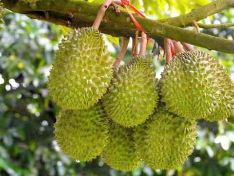 Giá sầu riêng hôm nay 16/12/2025: Musang King giữ giá cao nhất