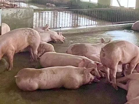 Giá heo hơi hôm nay 17/12/2025: Thị trường phía Bắc xuất hiện mức 66.000 đồng/kg