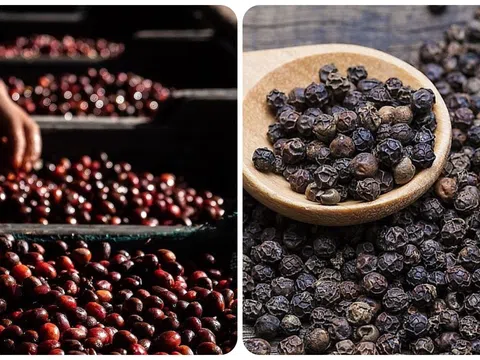 Hôm nay (17/12) giá cà phê giảm sâu, hồ tiêu tăng nhẹ