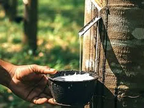 Giá cao su hôm nay 18/12/2025: Hồi phục nhờ giá dầu và dự báo nguồn cung thu hẹp