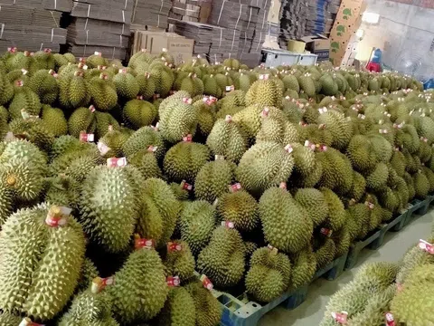 Giá sầu riêng hôm nay 18/12/2025: Ri6 tiếp tục giảm