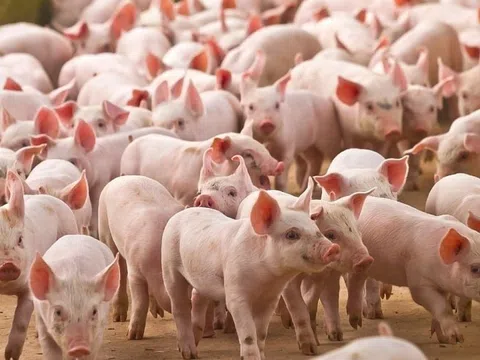 Giá heo hơi hôm nay 19/12/2025: Tiến gần mốc 70.000 đồng/kg